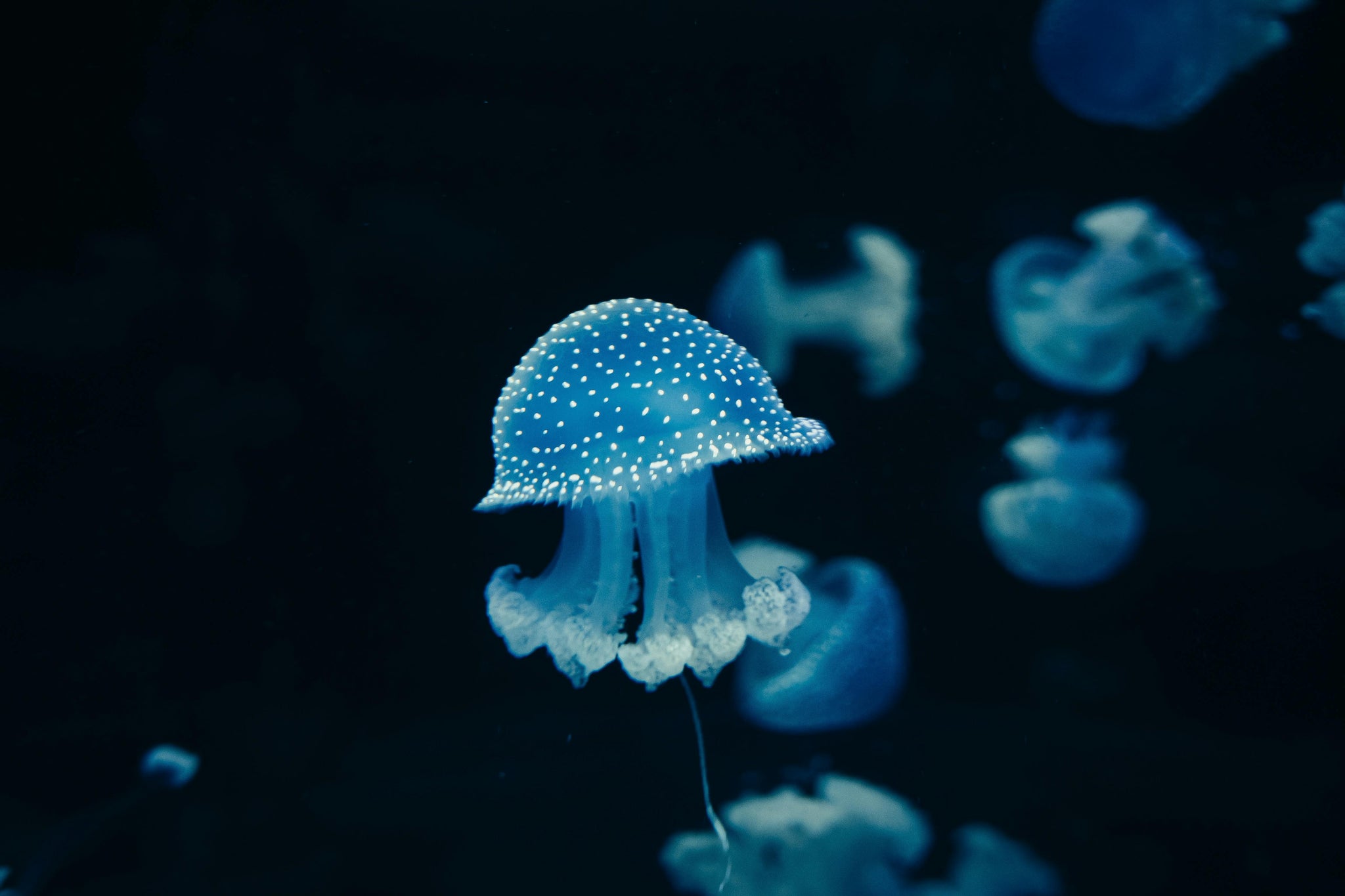 The Beauty of Bioluminescence: Illuminating the Ocean's Dark Depths